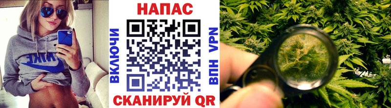 Канабис планчик  Белая Холуница 